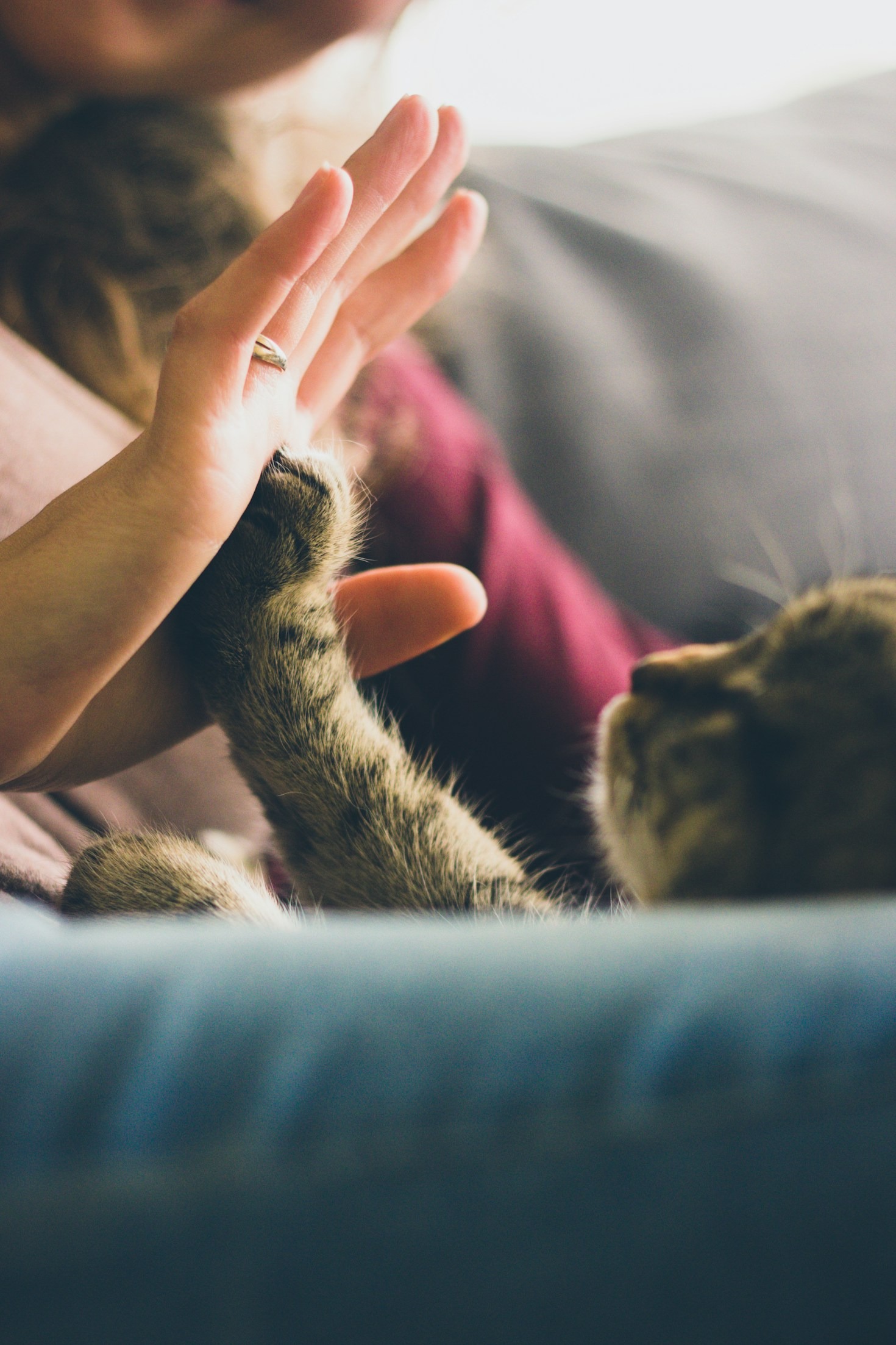 Los beneficios del pienso premium para tus mascotas