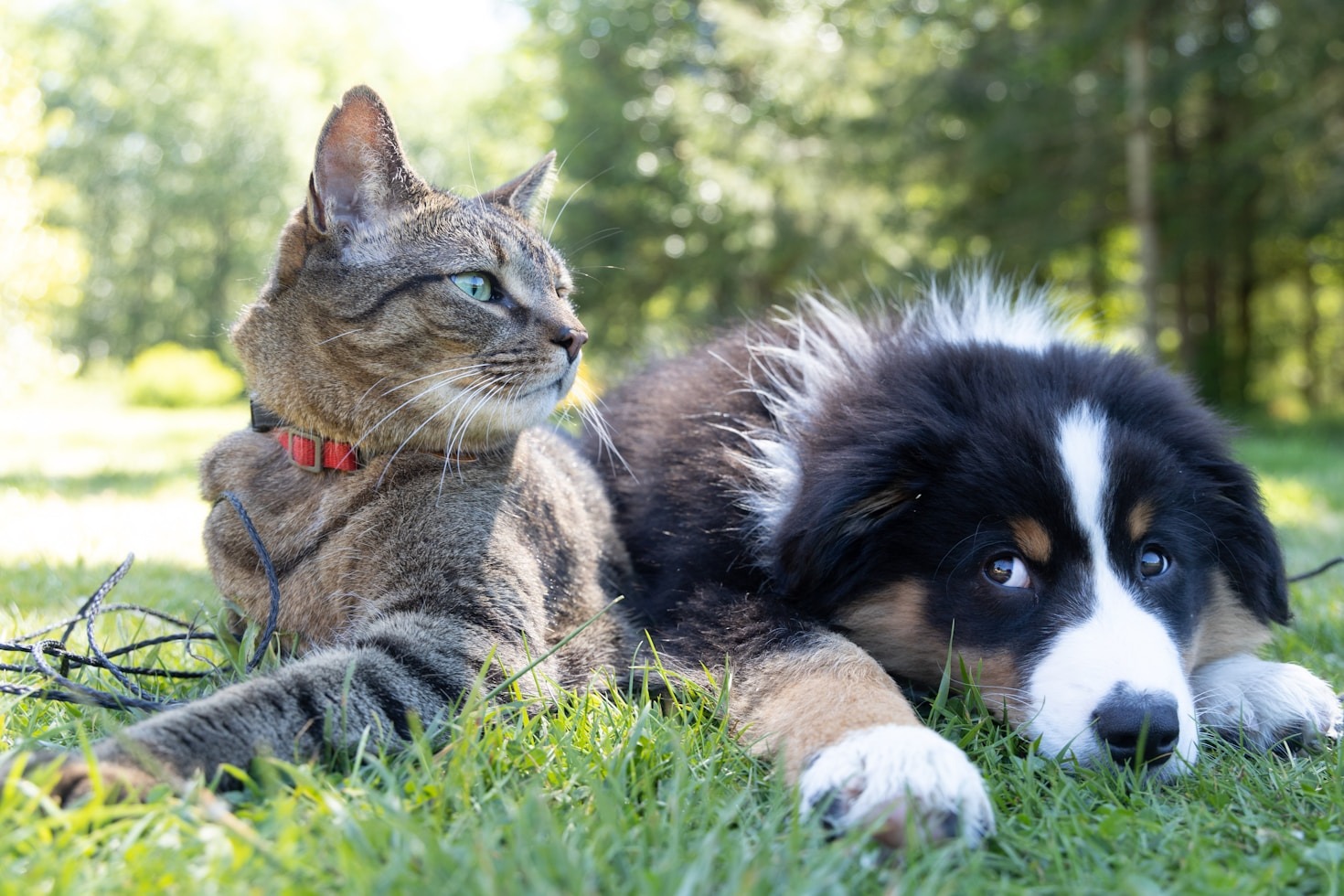 Cómo elegir el mejor alimento para perros y gatos