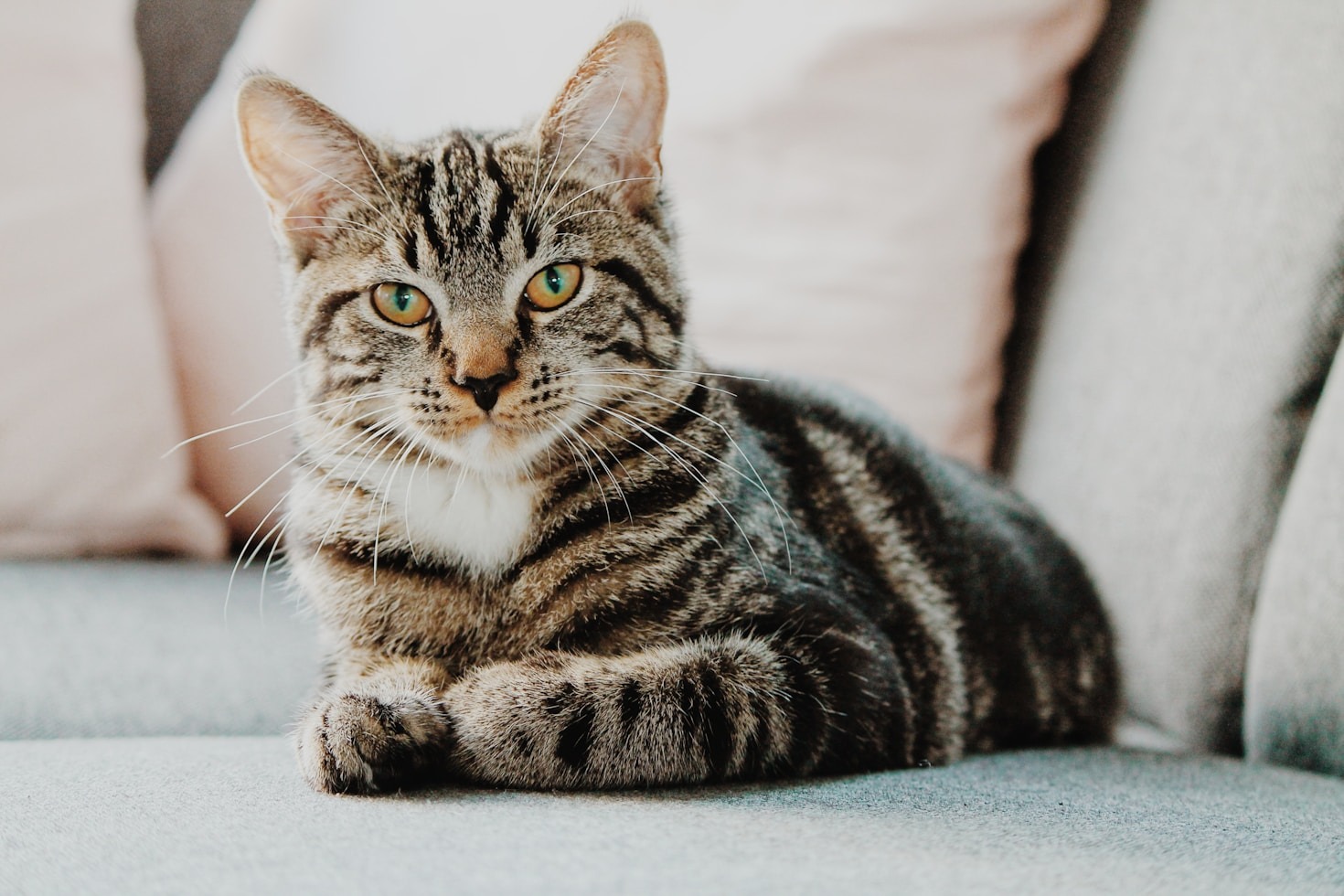 Consejos para una dieta equilibrada en mascotas