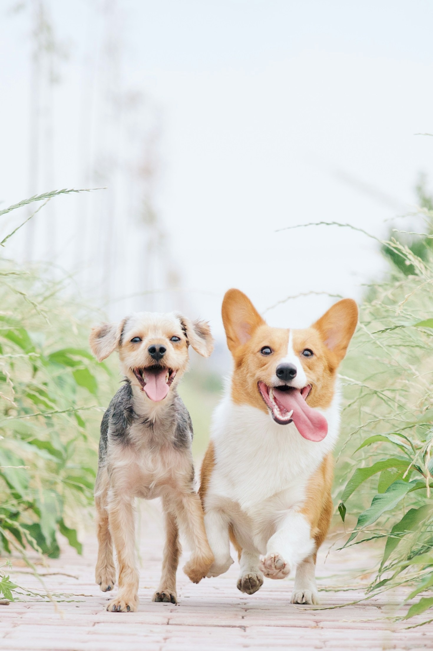 El impacto del pienso de calidad en la salud animal